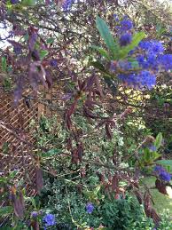 Why are my lilac bushes turning brown? Ceanothus Problem Bbc Gardeners World Magazine