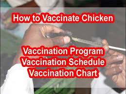Chicken Vaccination Program Method Schedule Chart Poultry Vaccination Schedule Chart Program Chart