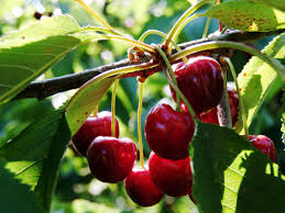 Any of various trees or shrubs of the genus prunus of the rose family, especially the sweet cherry or the sour cherry, native chiefly to northern temperate regions and having pink or white flowers and small juicy drupes. Uk S Cherry Industry Bounces Back After Almost Withering Fruit The Guardian