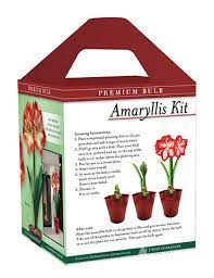 premium minerva amaryllis gift box kit