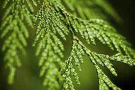 Incense cedar differs from western red cedar in that the scale leaves are borne in whorls of four. Cedar Tree Identification Gardenerdy