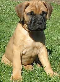 Have had first shots and …. Gentle Bullmastiff Puppies For Sale Handmade Michigan