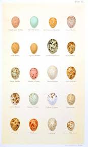 Animal Eggs And Nests Vintage Printable At Swivelchair