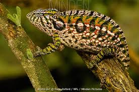 jeweled chameleon stock photo minden