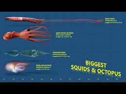 the 10 biggest cephalopods ever