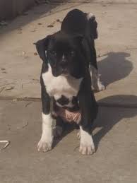Staten island (/ˌstætən ˈaɪlənd/) is a borough of new york city, coextensive with richmond county, in the u.s. Litter Of 5 Boxer Puppies For Sale In Staten Island Ny Adn 71976 On Puppyfinder Com Gender Male Age Boxer Puppies Boxer Puppies For Sale Puppies For Sale