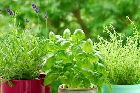 Herb Garden Images Search Images On