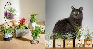 Are Air Plants Toxic To Cats And Dogs