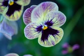 Purple and yellow flowers meaning. Surprising Meaning And Symbolism Of Pansy Flower And Color Florgeous