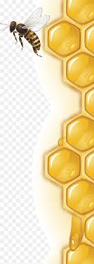 of bee and honeycomb honey bee