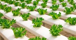 Beginner S Guide To Hydroponics