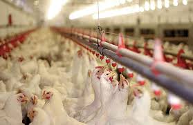 Check spelling or type a new query. World S Poultry Farmers On Newcastle Disease Alert Wattagnet