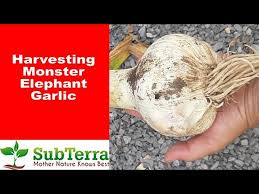 Huge Elephant Garlic Harvest From The