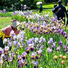 see the blooms at presby iris gardens