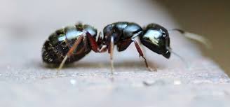 3 home remes to get rid of ants