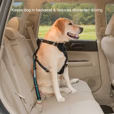 Seat Belt Dog Tether Dogculture