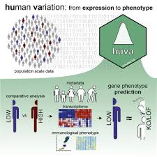 human variation in potion wide gene