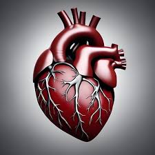 human heart images free on