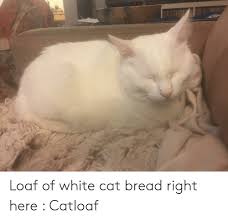 It will be published if it complies with the content rules and our moderators approve it. Loaf Of White Cat Bread Right Here Catloaf White Meme On Me Me