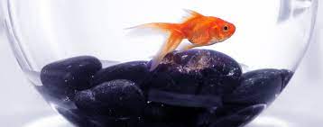 stress in fish symptoms and solutions