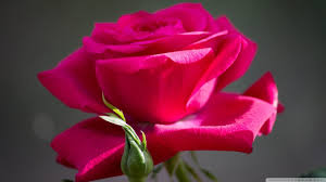 Image result for images of rose hd