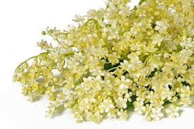 Farm fresh flowers · local florist delivery · wide variety of flowers Benefits Of Elder Flower Doctor Maher S