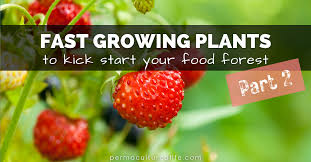 Fast Growing Plants For The Garden