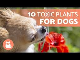 10 Toxic Plants For Dogs And Their