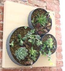 Diy Vertical Succulent Garden Ehow S