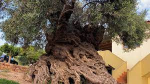 the world s oldest living olive tree is