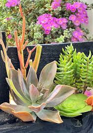 Easy Diy Succulent Planter Made From A