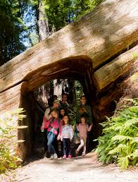 redwood national park with kids