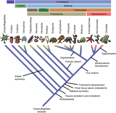 Cladograms are constructed by grouping organisms together based on their q. Developmental Biology And Taxonomy Biology Science Co Teaching