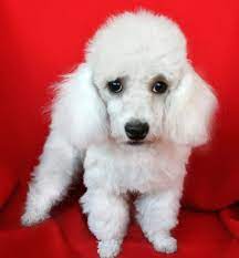 poodle mini toy criadero von hund