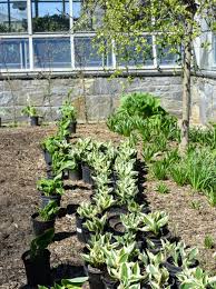 using hosta plants in the garden the
