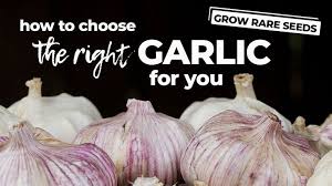 Rare Seeds Growing Garlic