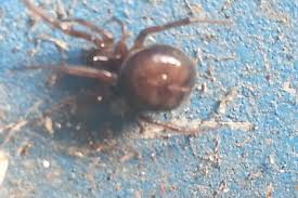 Have not found source of bites. False Widow Spiders How Dangerous Are The Poisonous Behind Bites In The Uk Mirror Online