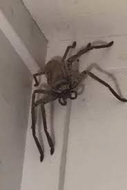 The bite will hurt for about 5 minutes, both because most generally speaking, huntsman spider bites are not considered all that dangerous to humans (although they can be painful). Terrified Woman Finds Massive Huntsman Spider The Size Of A Saucepan Stalking Her Living Room