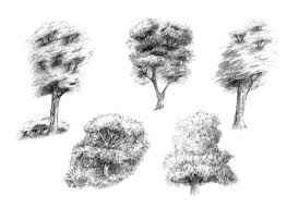 forest trees drawing stock photos
