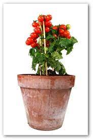 Planting Tomato Plants In Containers Or