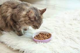best cat foods for maine cats