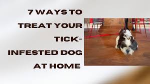 remes to treat your dogs with ticks