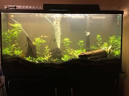 tropical fish tanks