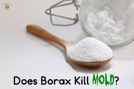 does borax kill mold mold help for you