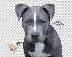 Blue staffordshire bull terriers lovely litter of puppies. American Pit Bull Terrier Staffordshire Bull Terrier American Staffordshire Terrier Png Clipart American Bully American Pit