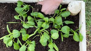 Square Foot Gardening Spinach Helpful