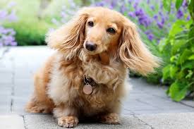 cream long haired dachshund facts