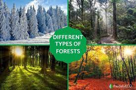 diffe types of forests exles