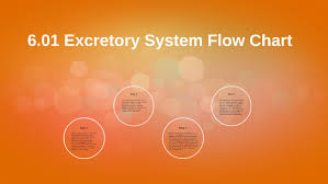 6 01 Excretory System Flow Chart By Olivia Schenkman On Prezi