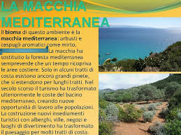 La macchia mediterranea può essere distinta in macchia alta,. Insiemi Di Animali E Piante Comprendenti Organismi Anche